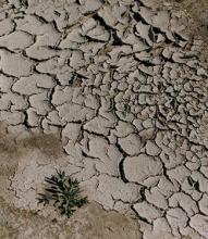 dry ground with one plant growing