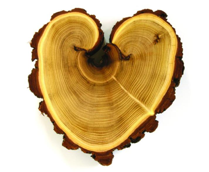 cross-section of a tree trunk shaped like a heart